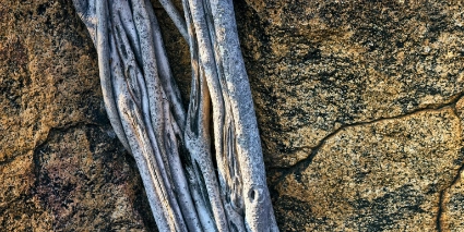 A detailed architectural study of a tree root clutching a granite boulder, symbolising the tenacity of life within the unyielding Namibian terrain.