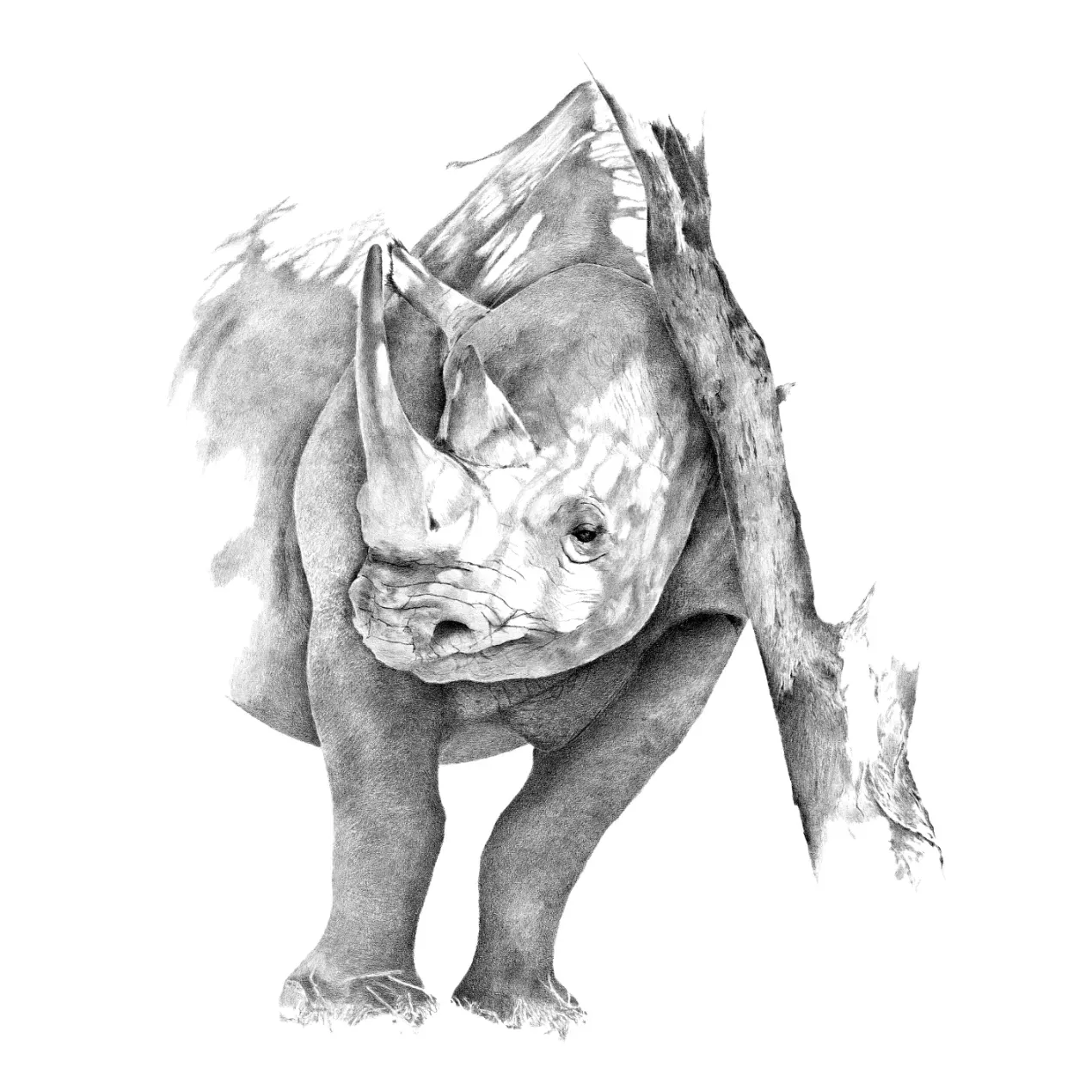 A detailed graphite study of a Black Rhino, illustrating the transition from field observation to meditative artistic distillation.