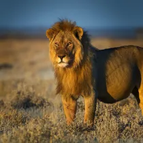 A high-fidelity portrait detail of a male lion, serving as a gateway to the 'Primal Gazes' archive of African wildlife.