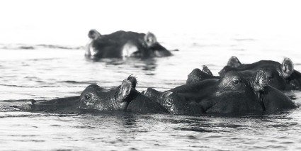 A monochrome study of a hippopotamus emerging from the water, documenting the primal presence of this riverine giant.