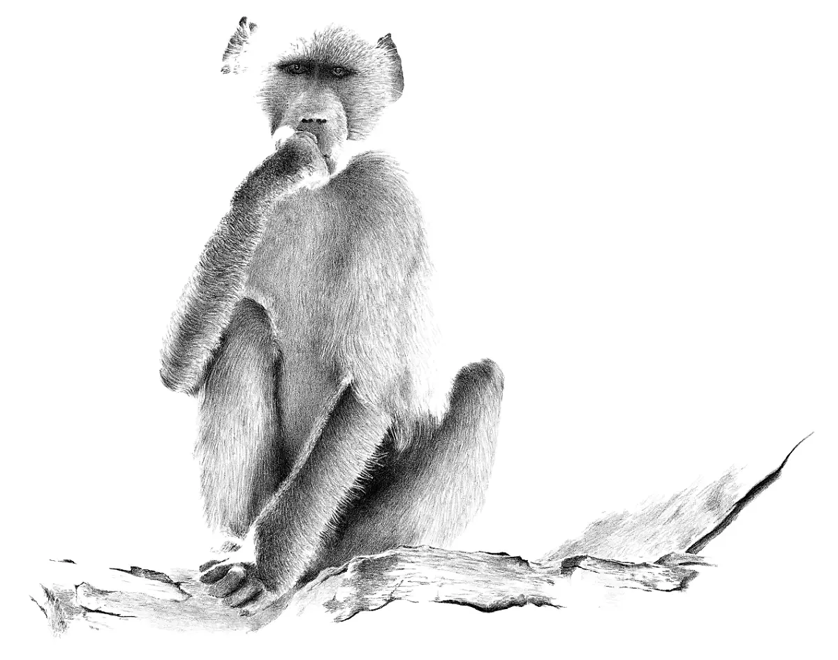 A graphite study of a Chacma Baboon, capturing the introspective gaze and formidable presence of this mountain-dwelling primate.