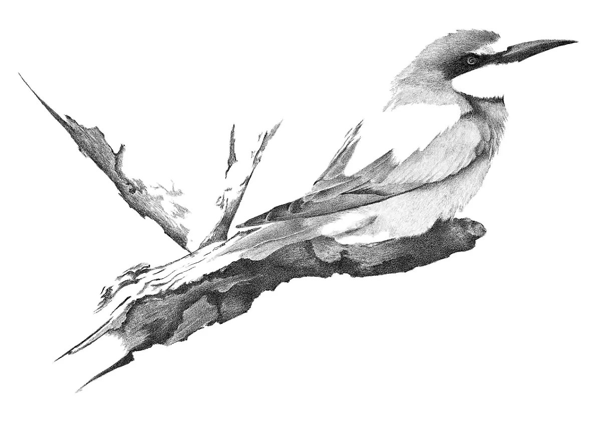 An intricate pencil sketch of a European Bee-eater, illustrating the delicate form of this transcontinental voyager.