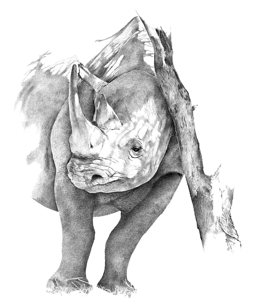 A detailed graphite portrayal of a Black Rhino, documenting the prehistoric textures and fragile status of this desert icon.