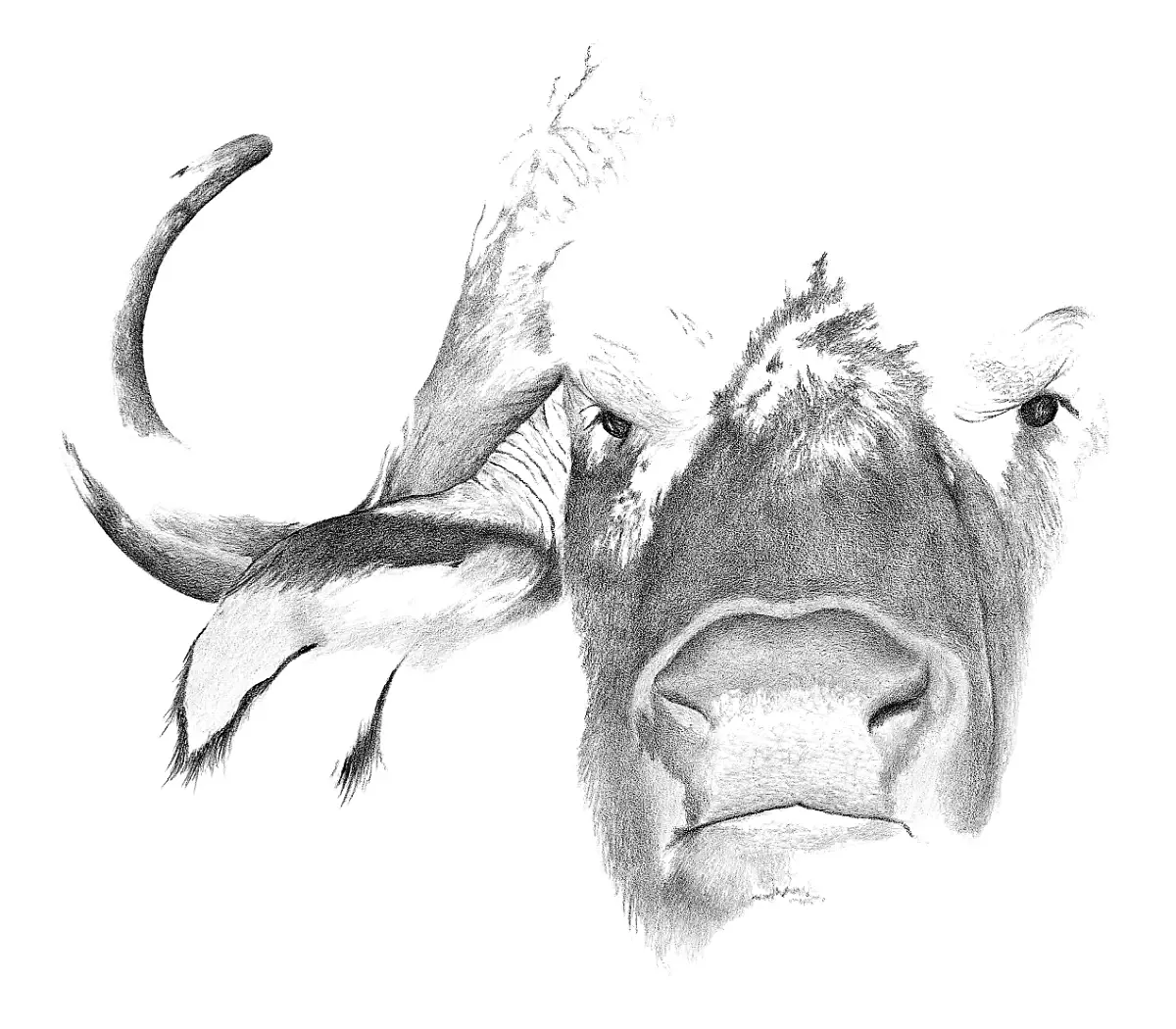 A powerful pencil study of a Cape Buffalo, focusing on the stoic gaze and volatile spirit of 'The Black Death'.