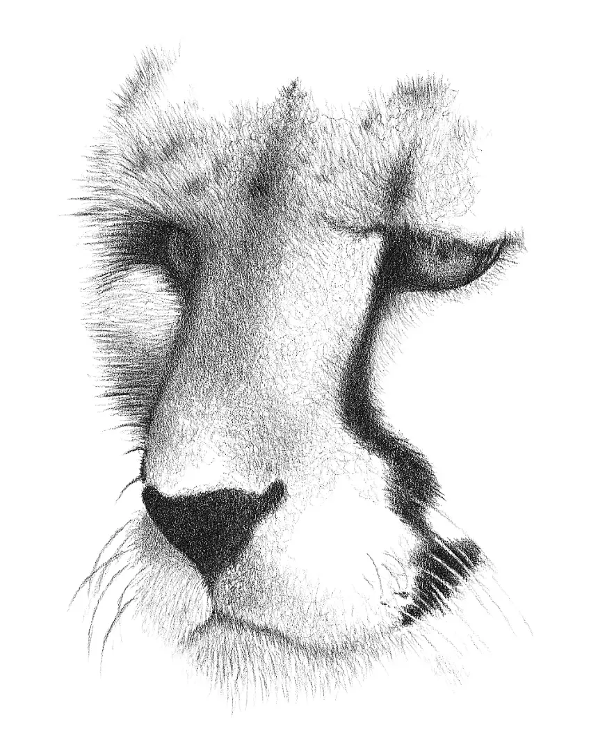 A dynamic graphite sketch of a cheetah at peak speed, capturing the explosive energy and physical vulnerability of the chase.