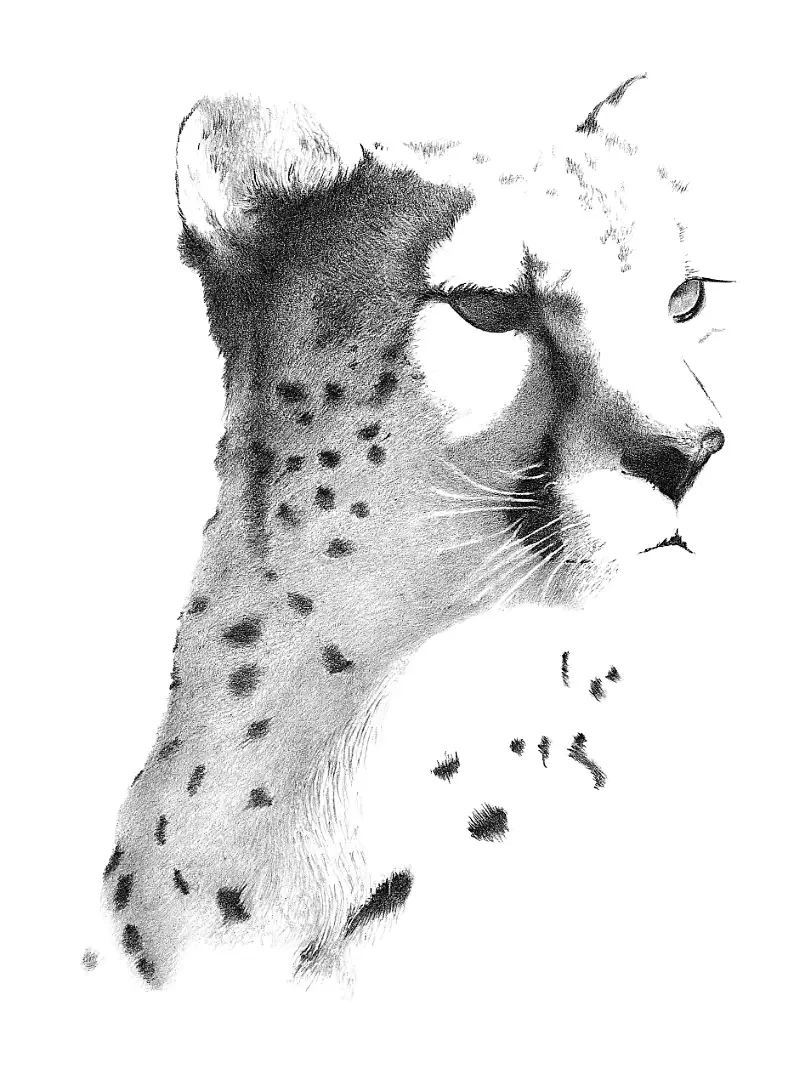 A study of a male cheetah coalition, illustrating the protective bonds and shared strength of these savanna hunters.