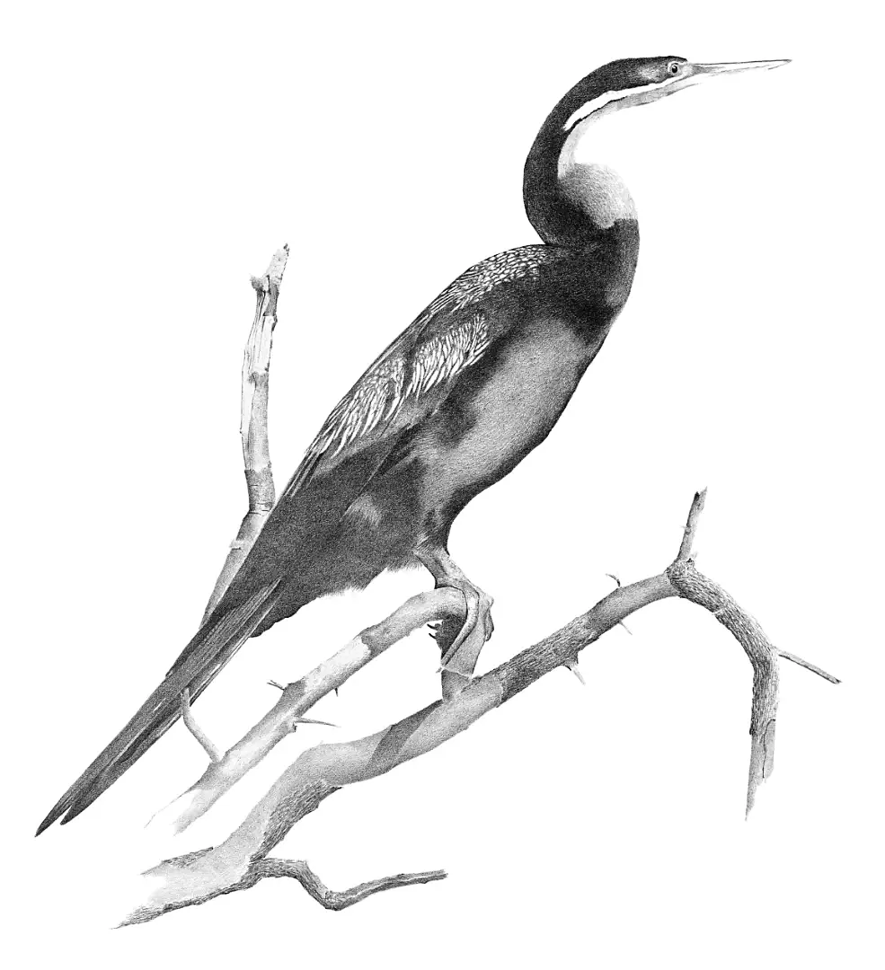 A precise pencil drawing of an African Darter, documenting the 'living arrow' profile of this silent aquatic hunter.