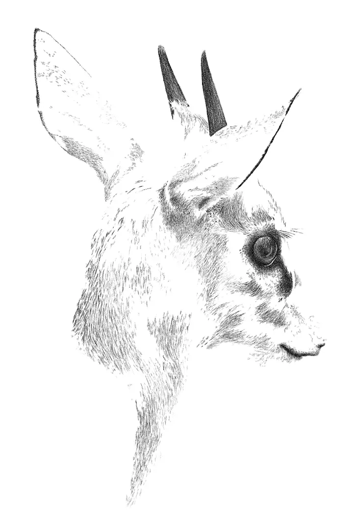 A delicate graphite illustration of a Steenbuck, capturing the statuesque stillness used as a master defence against predators.