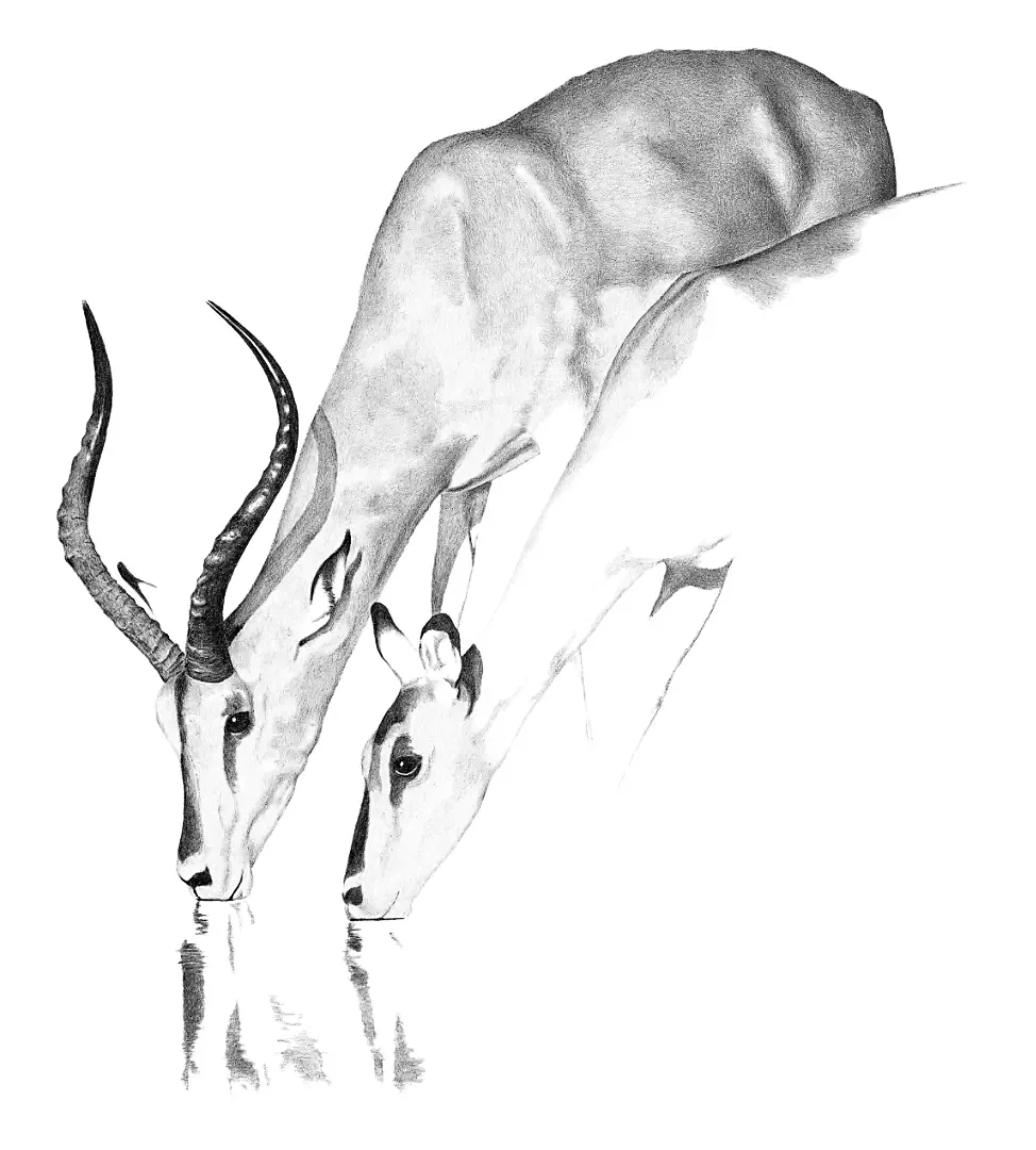 A graphite study of the rare Black-faced Impala, highlighting the striking markings of this Namibian endemic.