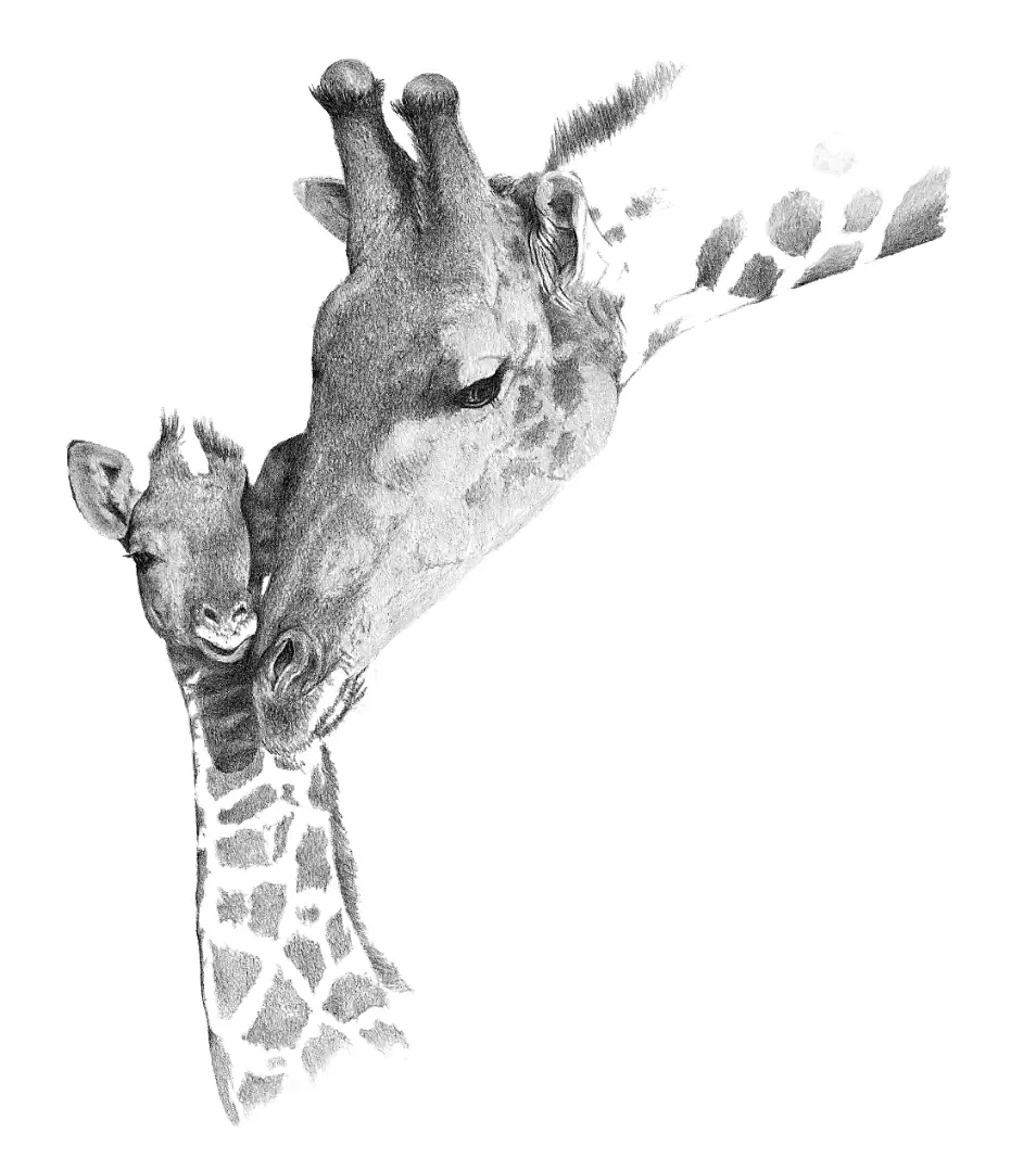A detailed pencil sketch of a giraffe, illustrating the architectural complexity required for life at height.