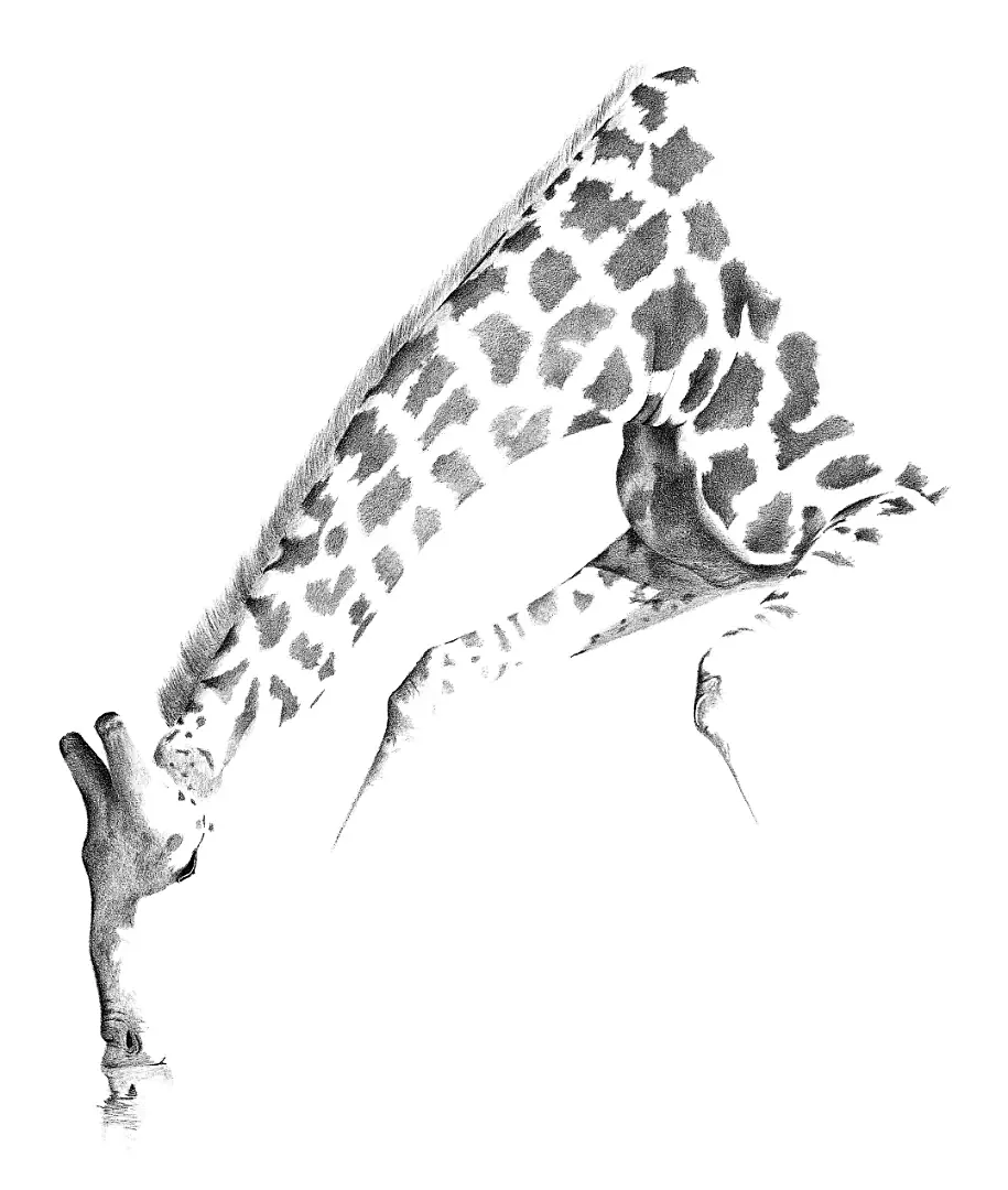 A study of various giraffe coat patterns, documenting the genetic isolation and adaptation within different African pockets.