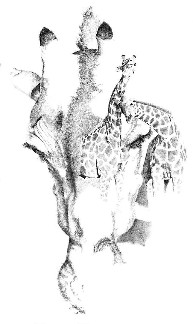 A graphite portrayal of a giraffe in the arid Namib, reflecting the species' remarkable metabolic water conservation.