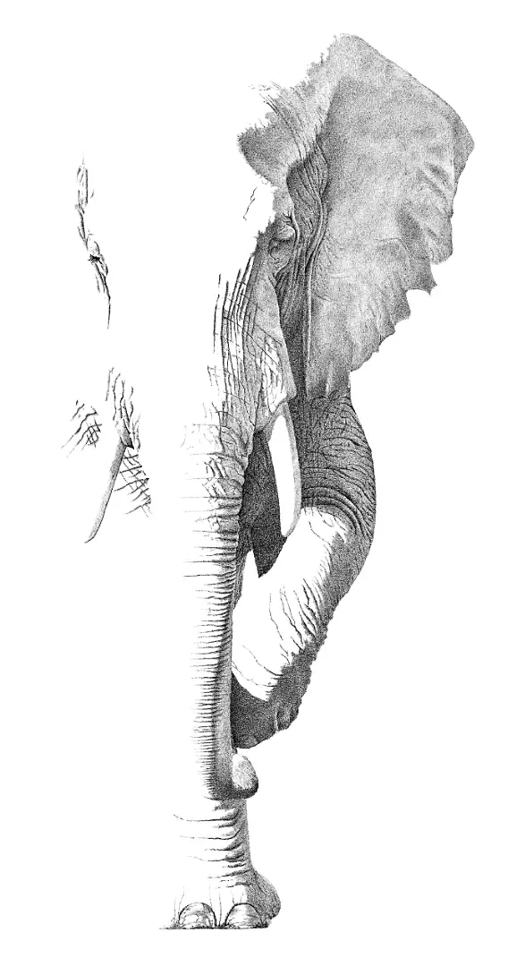 A powerful pencil study of an African Elephant, capturing the transition from profound gentleness to absolute defensive intensity.