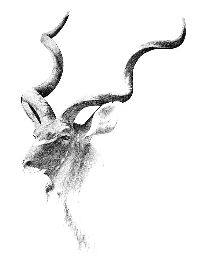 A pencil study of a Greater Kudu, the 'Grey Ghost', vanishing into the shadows of the Namibian thicket.