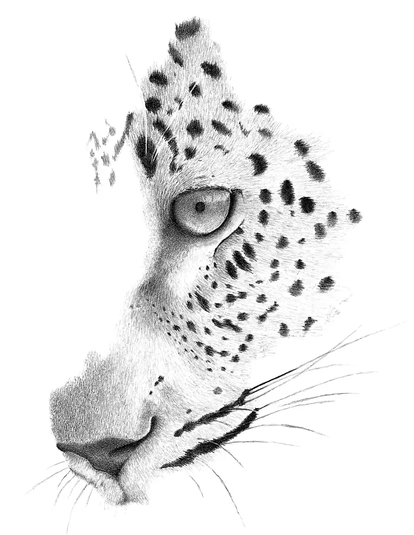 An intimate pencil portrait of a leopard, capturing the self-reliant spirit and piercing gaze of a solitary ghost.