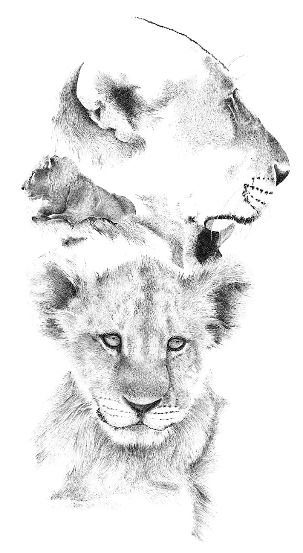 A graphite study of a lioness, the vital matriarch and primary hunter of the pride's social fabric.