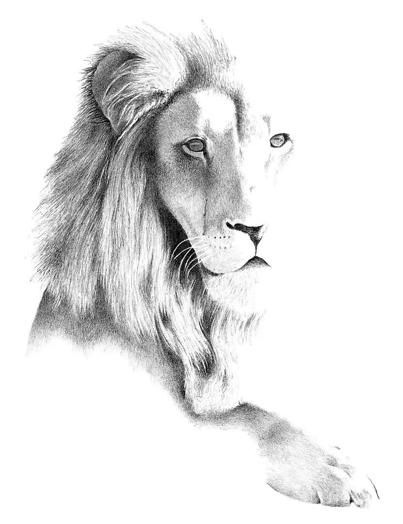 A pencil illustration of a lion dissolving into sun-bleached grass, a study of perfect predatory camouflage.