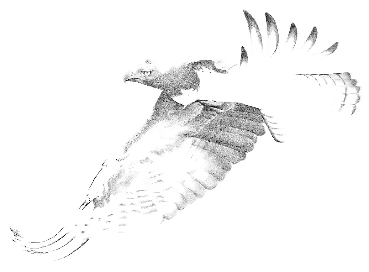 A detailed graphite study of a Martial Eagle, Africa's preeminent aerial hunter, patrolling its vast territory.