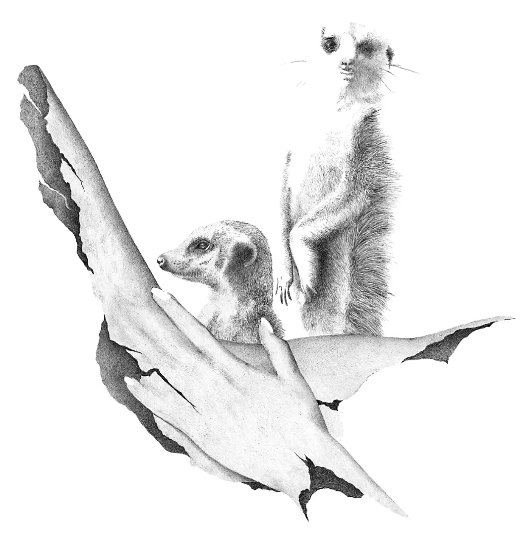 A communal study of meerkats on sentinel duty, documenting the social clockwork of desert survival.