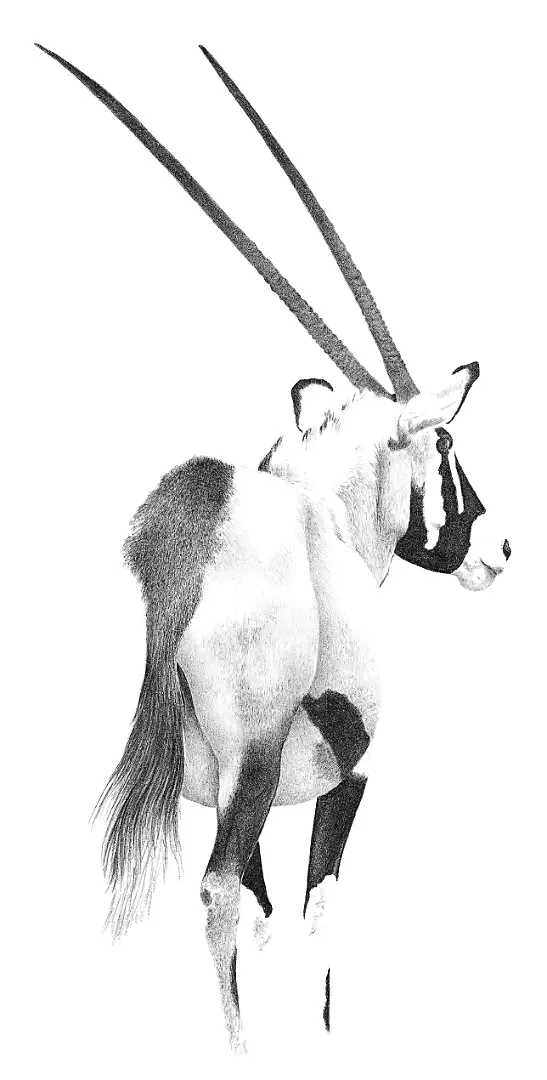A pencil portrayal of an Oryx, the desert's ultimate alchemist, engineered for survival in extreme arid conditions.