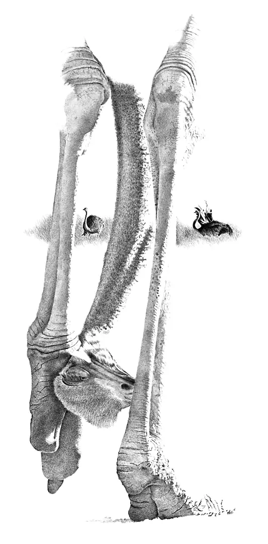 A dynamic graphite sketch of an Ostrich, highlighting the immense physical power and lethal defensive capabilities of this avian athlete.