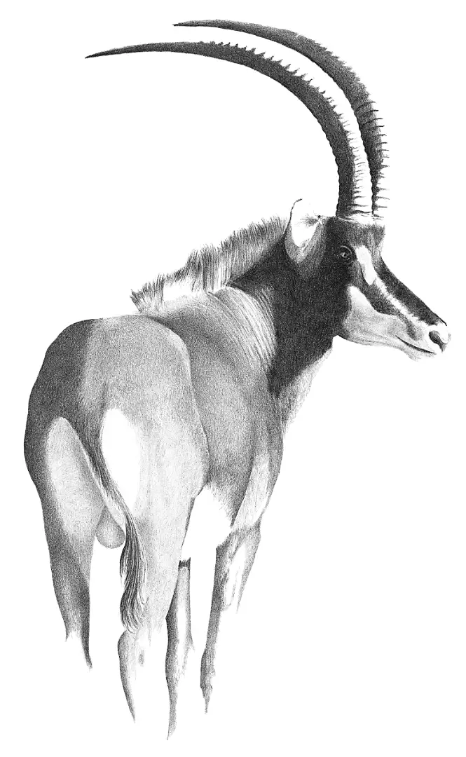 A graphite study of a Sable antelope, showcasing the regal scimitar-shaped horns and fierce defensive spirit.