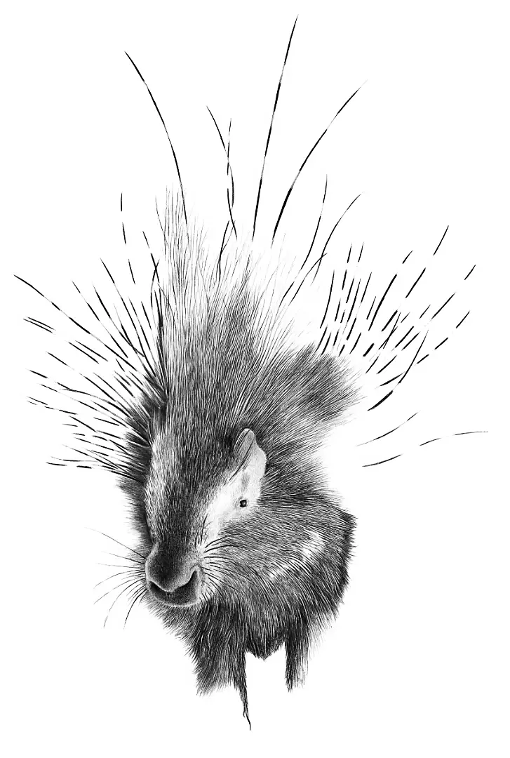 A detailed pencil sketch of a porcupine with flared quills, a masterclass in physical deterrents and defensive myths.