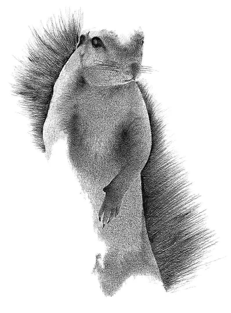 A graphite illustration of a Ground Squirrel using its tail as a heat shield against the blistering Namibian sun.