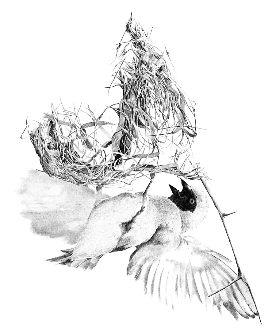 A delicate pencil study of a Masked Weaver at its nest, documenting the tireless labour and pursuit of architectural perfection.
