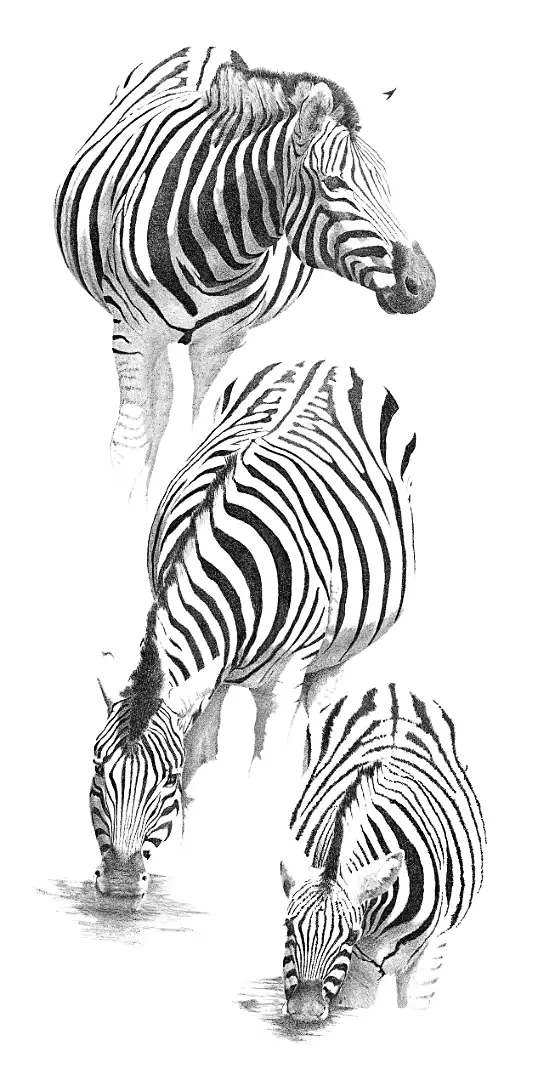 A graphite study of the Mountain Zebra, showcasing the agile hooves and unstriped belly adapted for rugged peaks.
