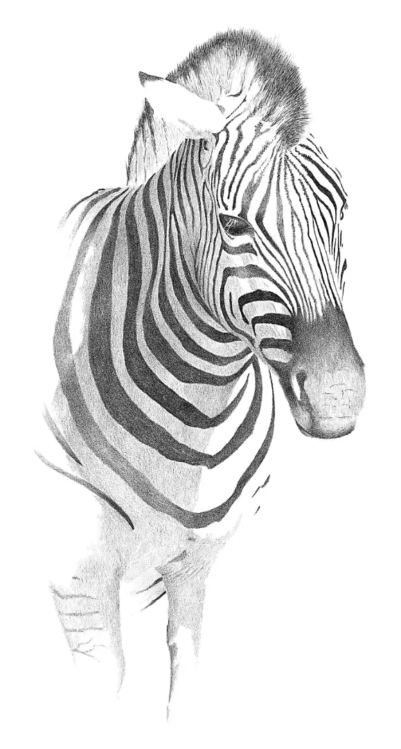 A narrative pencil sketch of a zebra stallion guarding his herd, a study of sacrifice and protection.