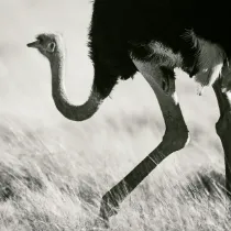 A minimalist wildlife study of an ostrich in the vast Namib plains, capturing the solitary spirit and fragile presence of a wild sentinel.