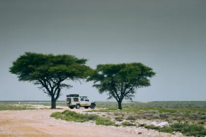 A professional guided safari expedition into Etosha National Park, documenting the pursuit of authentic wildlife encounters.