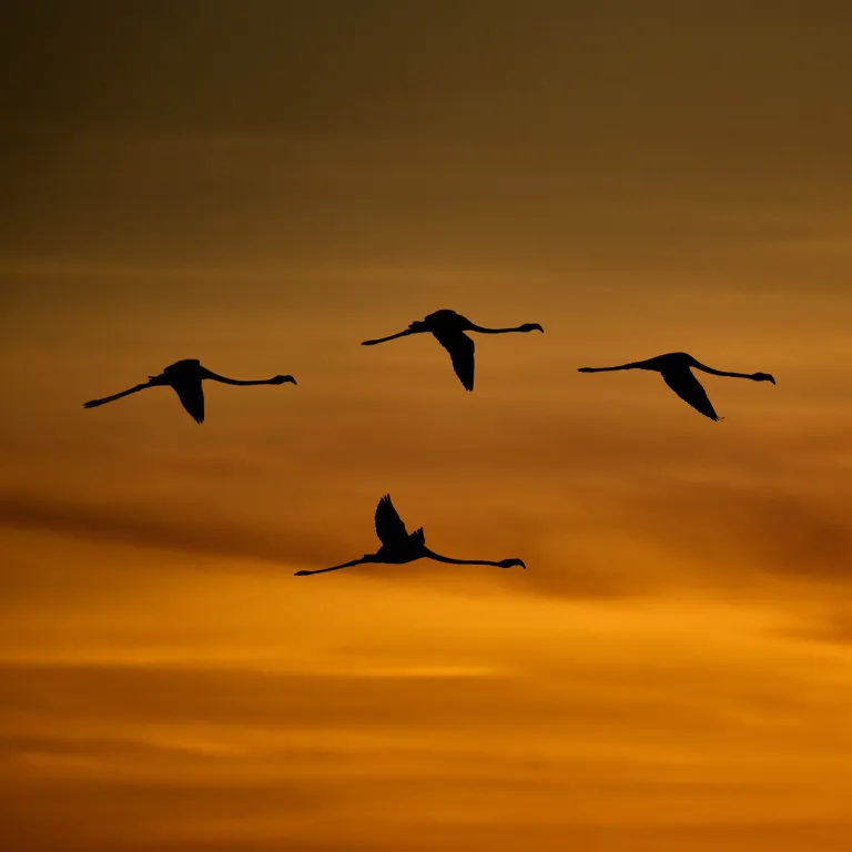 A silhouette of flamingos in flight against a deep Namibian sunset, embodying the fluid movement and raw frequency of the vanishing realms.