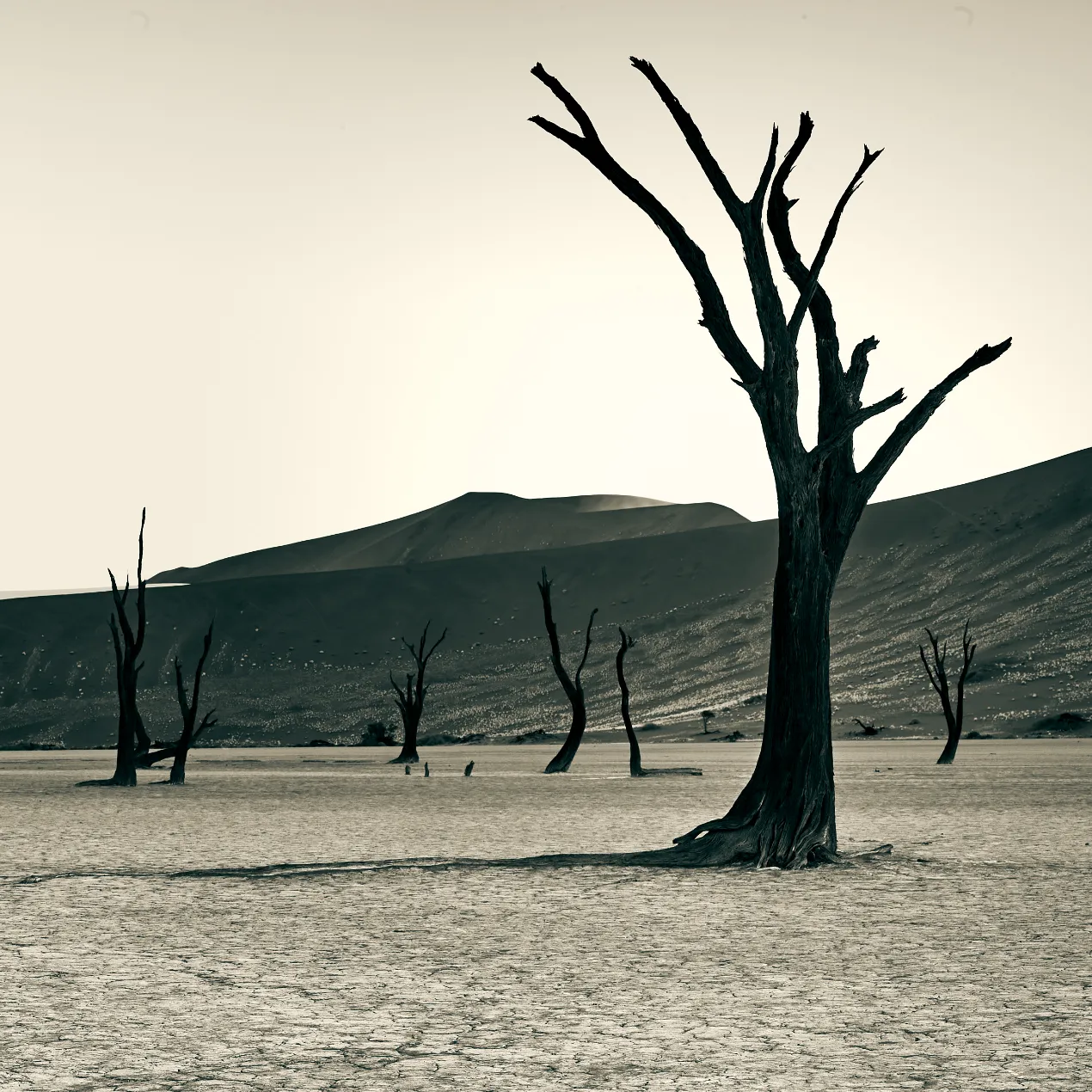 A stark, black and white photograph of Deadvlei; a visual anchor for practical advice on traversing the beaten path with integrity and safety.