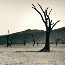 A monochrome study of Deadvlei, representing the practical field notes for navigating Namibia's established tourist frontiers.