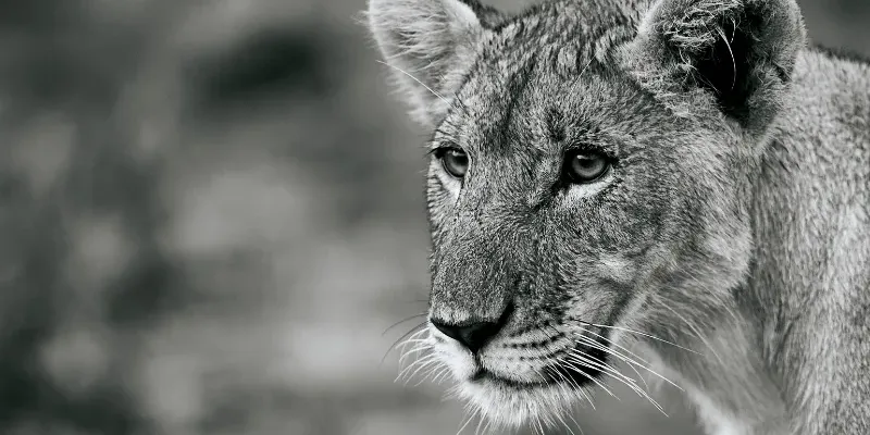 An intimate portrait of a lion, symbolising the practical wisdom and deep field experience shared within the Tracker's Journal.