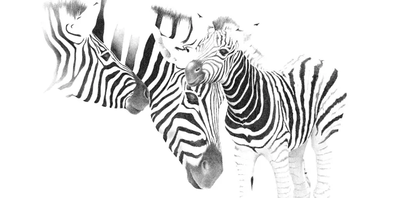 A meditative graphite study of a zebra, showcasing the artistic transition from lens-based observation to hand-drawn distillation.