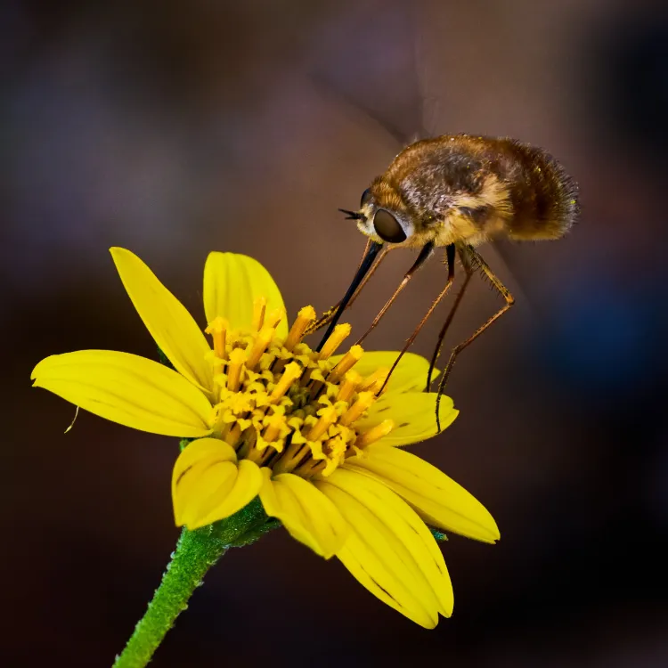 Macro photography of a Long-nosed Bee-fly on a newly documented daisy species, endemic to the high-altitude upper reaches of the Brandberg Massif.