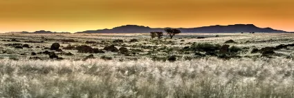 The vast gravel plains of the Namib-Naukluft Park transformed by seasonal grasses after exceptional rainfall, captured under the soft light of a desert sunset.