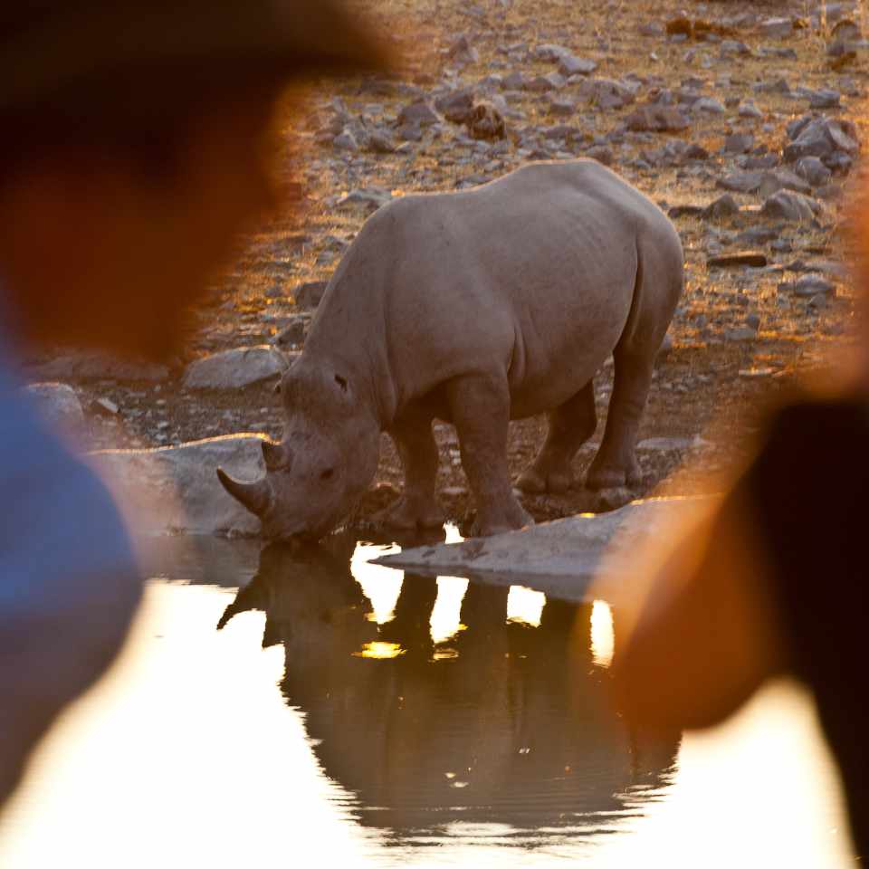 Couple at Halali waterhole in Etosha National Park, observing a black rhino in their natural habitat during a tranquil sunset.