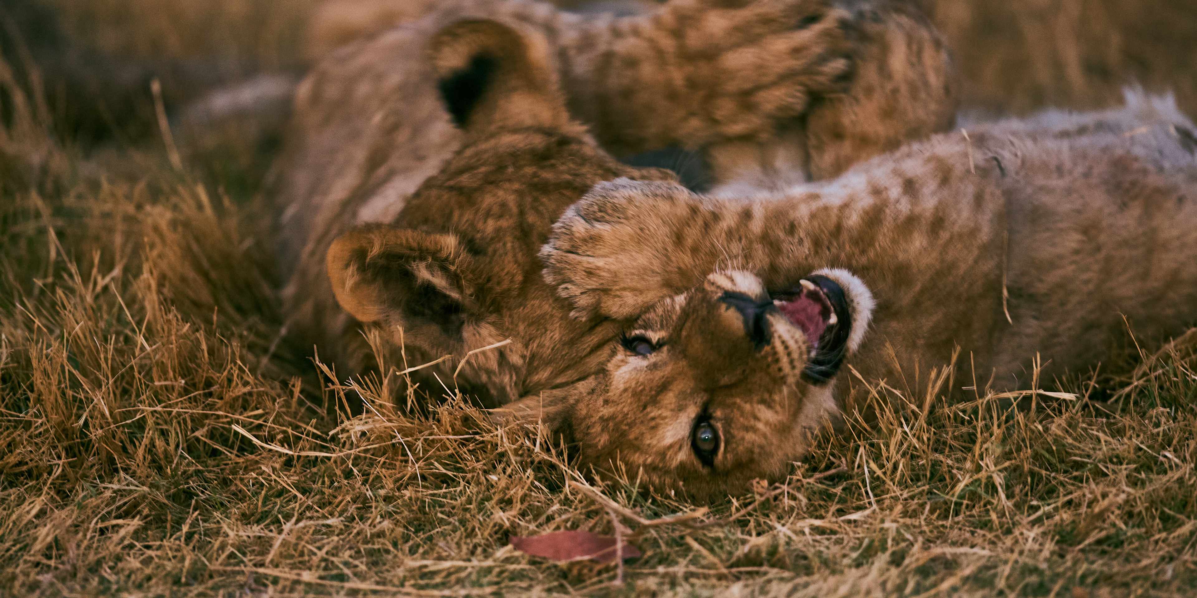 Two lion cubs involved in rough-and-tumble play in Etosha National Park's golden savannah, embodying the serene and untamed wildlife of Namibia.