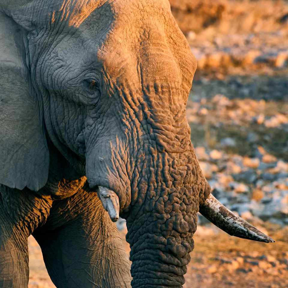 Thirsty Giant at Dusk: An old solitary elephant bull approaching the waterhole at Okaukuejo in Etosha National Park at sunset, seeking to quench its thirst after a hot day in the vast African wilderness.