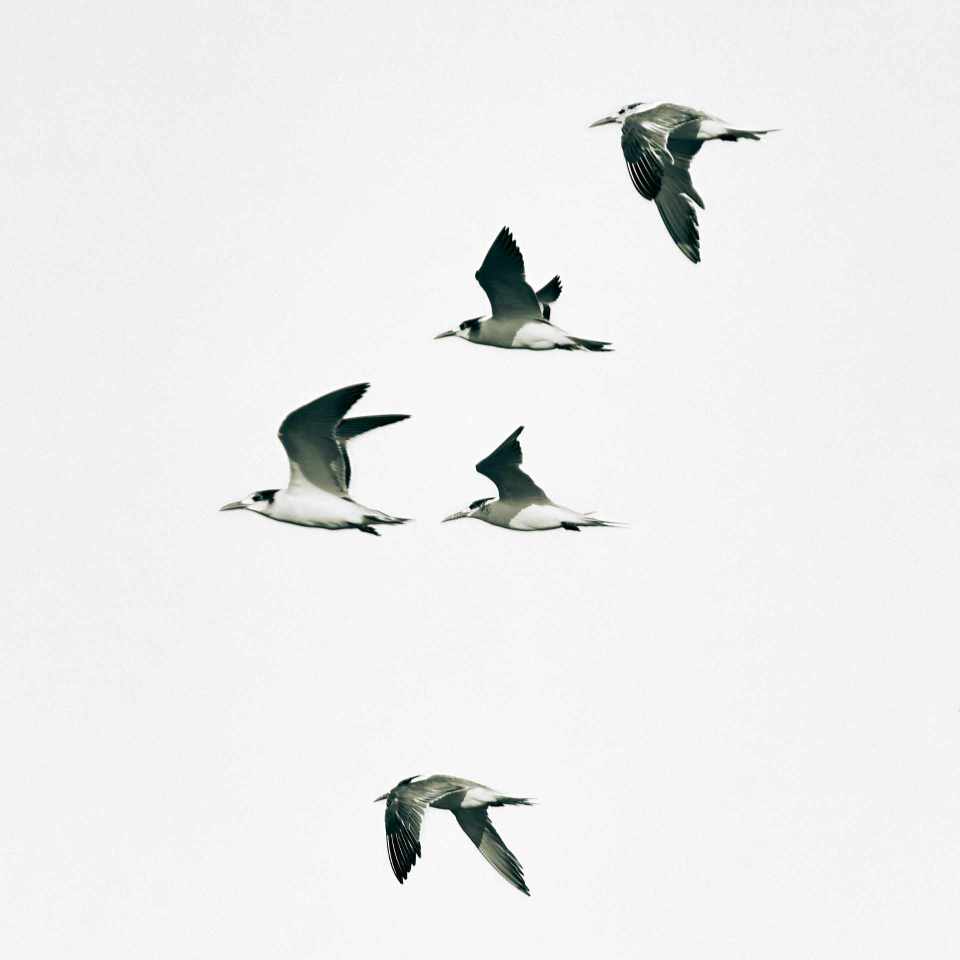 Flight of the Terns: A black and white capture of a small flock of terns in flight, silhouetted against a misty sky over the desolate Skeleton Coast