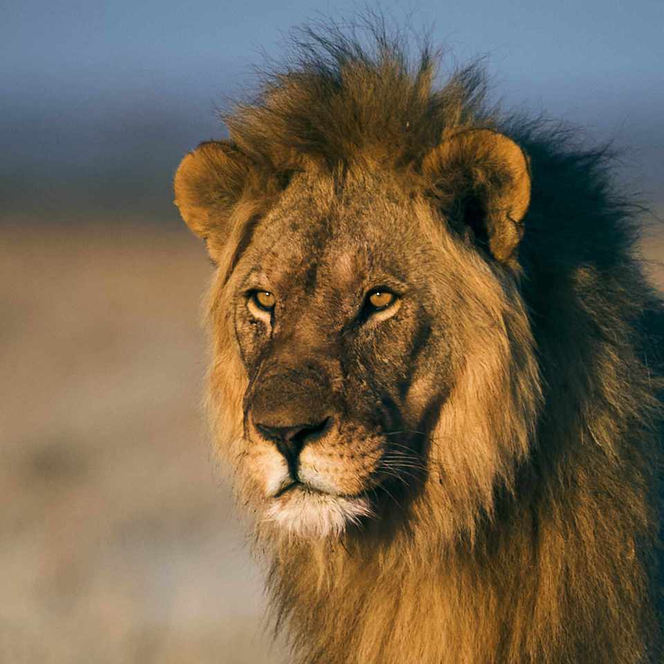 Morning Watch: A close-up portrait of a male lion in the early morning light, gazing over the vast plains of central Etosha National Park, embodying the majestic and untamed spirit of African wildlife.