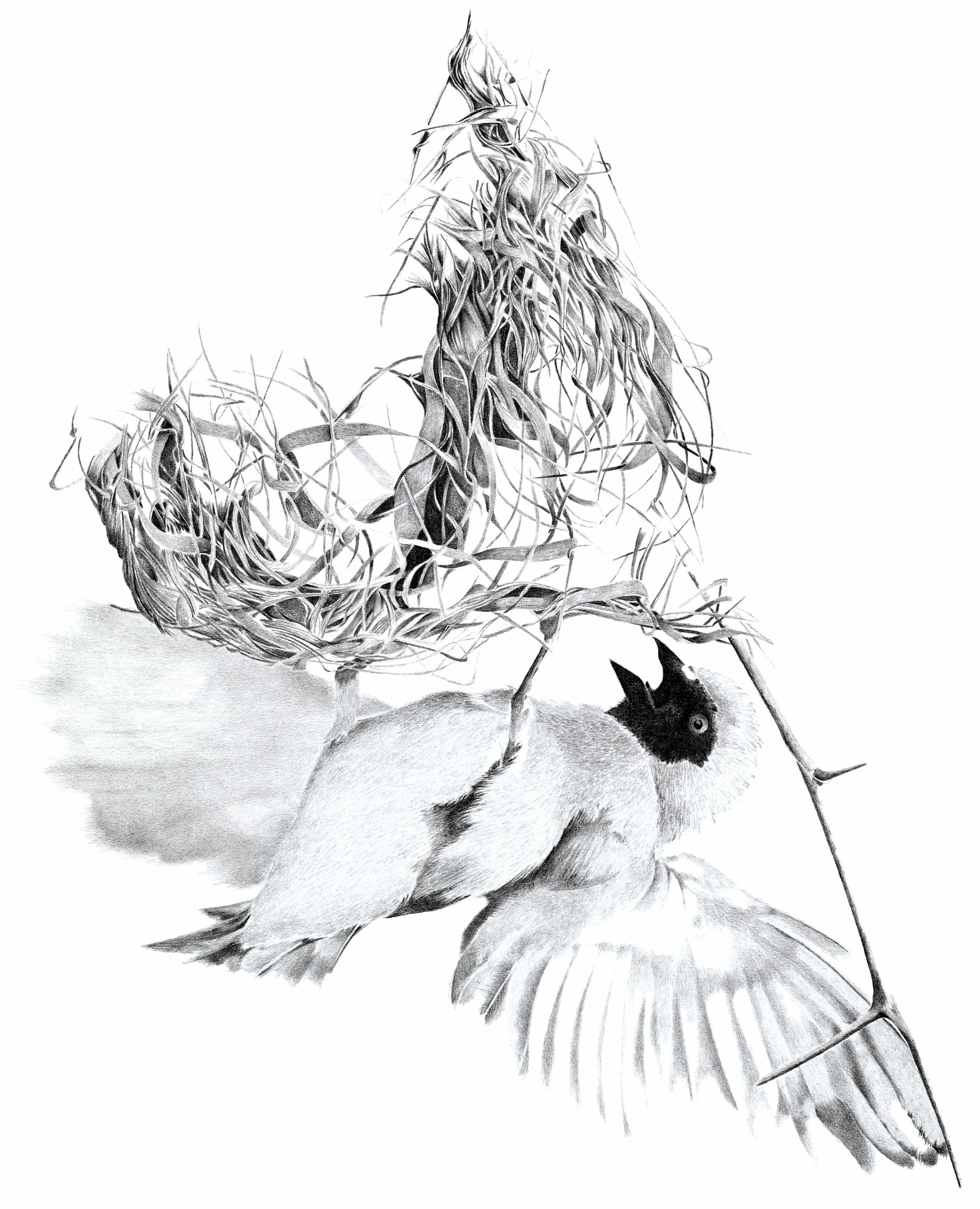 Pencil sketch of a southern masked weaver, meticulously weaving its elaborate nest, showcasing the intricate artistry of natural avian architecture.