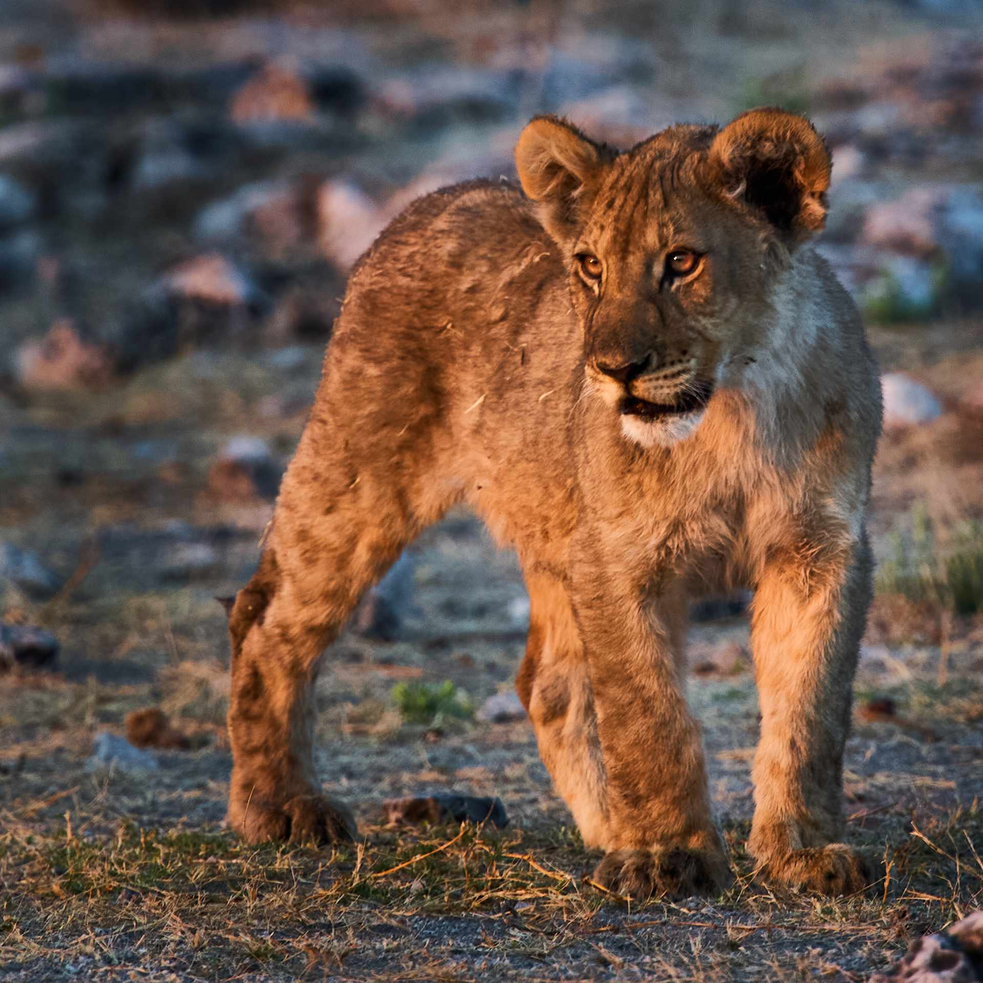 A young lion cub strides confidently in Etosha National Park, bathed in the warm, golden hues of the setting sun.