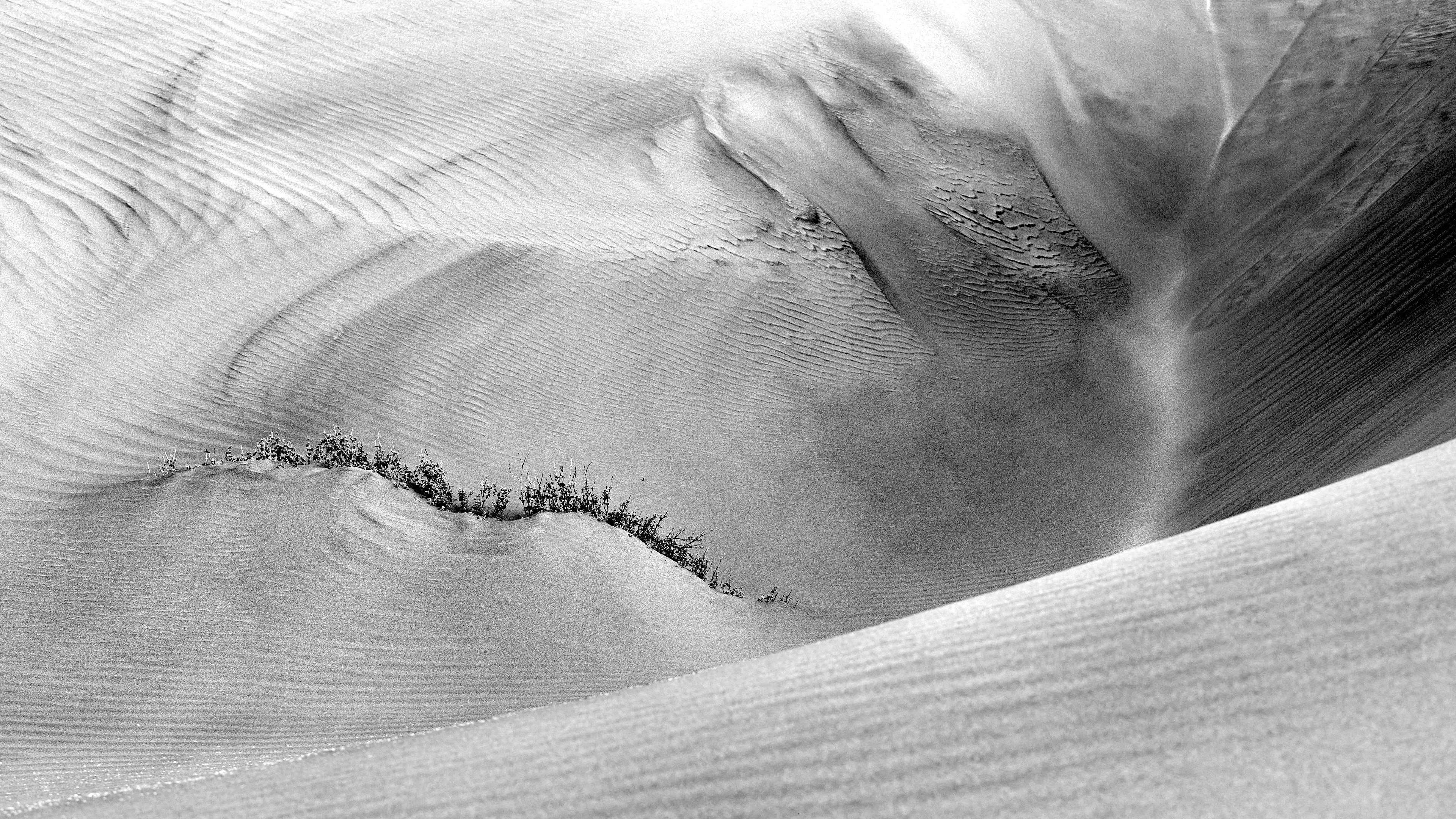 
        Abstract Monochrome Landscape: A striking black and white photograph showcasing the delicate interplay of light and shadow over the vegetation and undulating patterns of the Namib dunes.