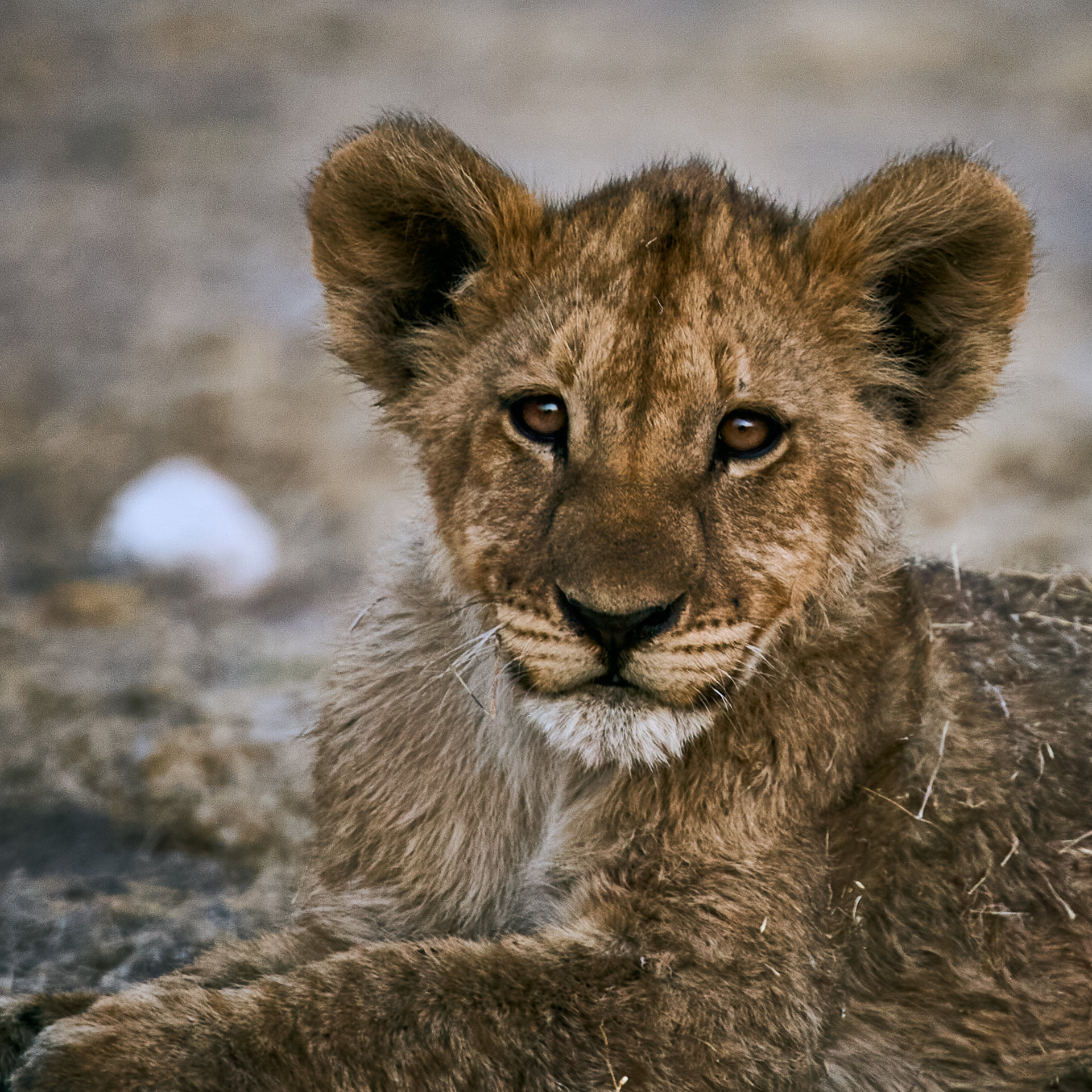 Etosha's Young Predator: A detailed portrait of a young lion cub in Etosha National Park, showcasing its spotted fur and curious gaze amidst the wild grasses of the African savannah.