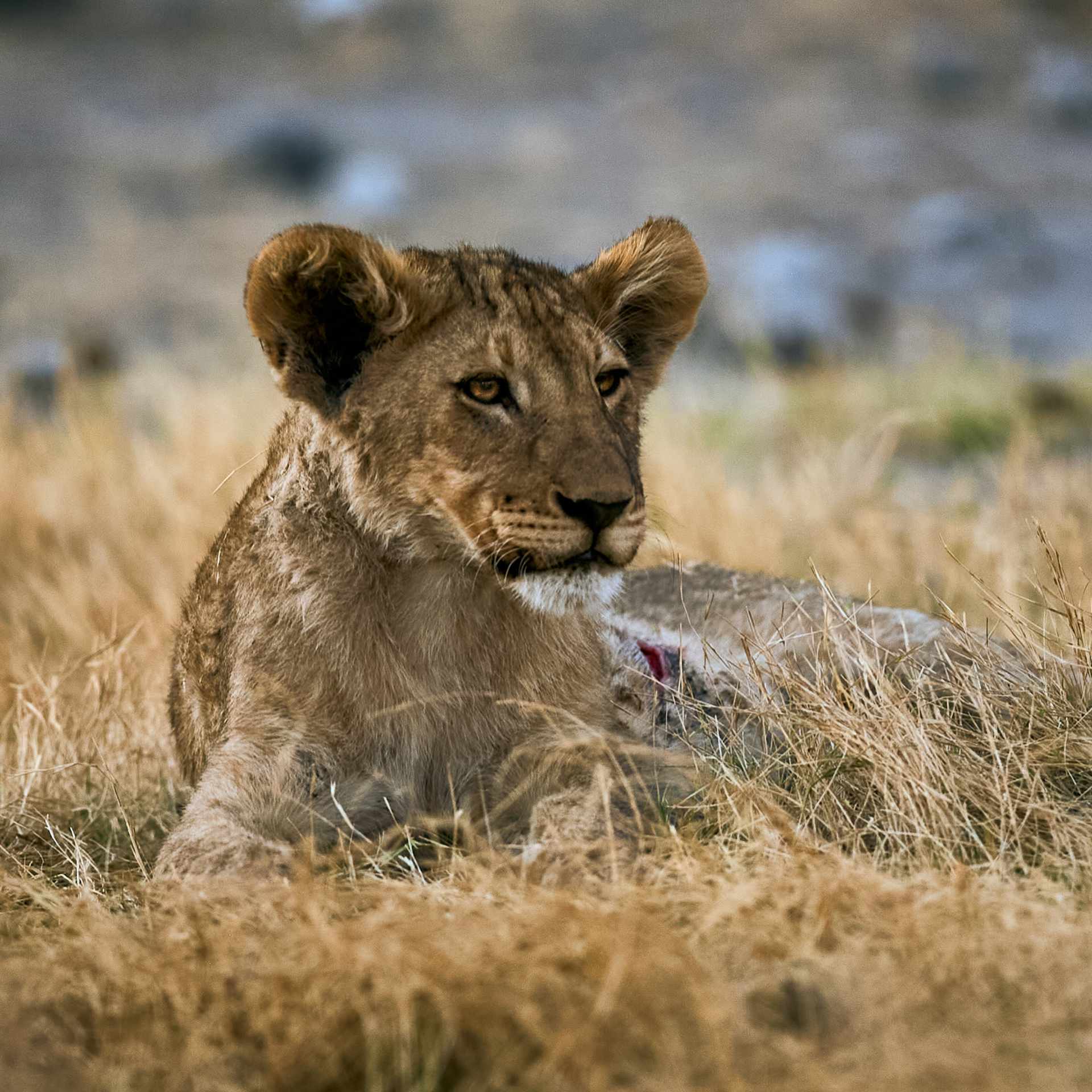 Resilient Young Predator: An intimate glimpse of a lion cub's life in Etosha National Park, bearing the marks of spirited play with a visible wound on its abdomen, set against the backdrop of Namibia,s rugged wilderness.